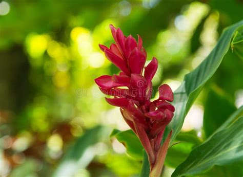 Red Ginger Scientific Name Zingiber Officinale Roscoe Stock Photo