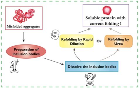 Inclusion Body Purification Protein Refolding Profacgen