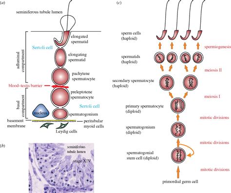 Spermatogenesis Histology