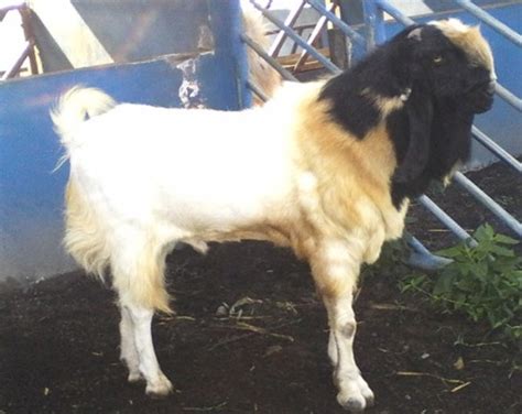 kambing peranakan etawah pe ilmu ternak