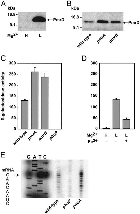 Closing The Loop The Pmra Pmrb Two Component System Negatively