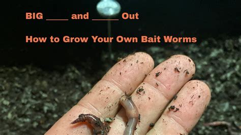 How To Set Up A Simple Bin To Grow Your Own European Nightcrawlers For