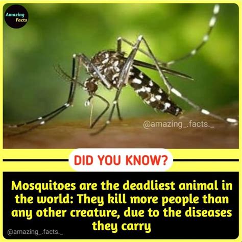 Amazing Facts Amazingfacts Did You Know Mosquitoes Are The