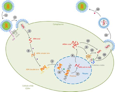 Cycle De Réplication Du Vih Au Sein Dune Cellule Hôte Les Différentes