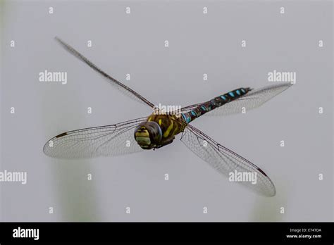 Blue Hawker Dragonfly Aeshna Cyanea Aka Southern Hawker Stock Photo