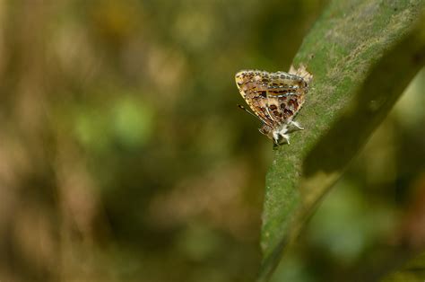 Borboleta Inseto Natureza Foto Gratuita No Pixabay Pixabay