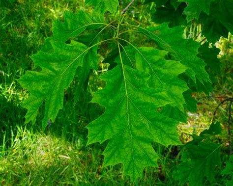 Quercus Rubra Gardensonline