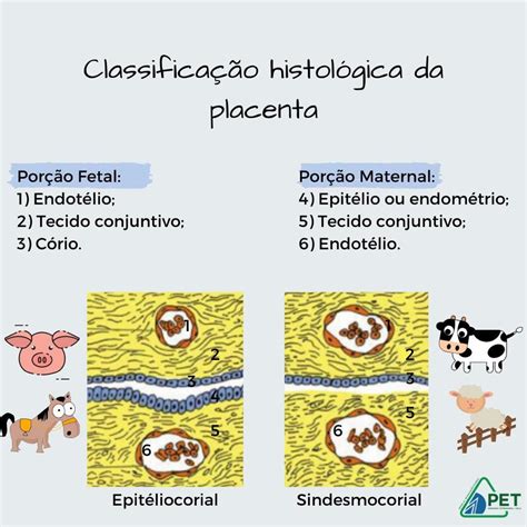 Tipos De Placentas Animais BRAINCP