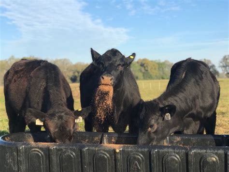 Drought Management Feeding Strategies When Grazing And Hay Is Running