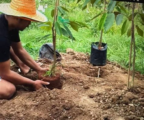 Filipino Durian Growers To Benchmark With Thais