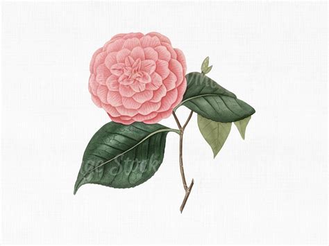 Flower Clipart Camellia Digital Download Svg Etsy