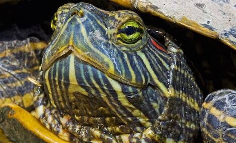 Red Eared Slider Turtle Ultimate Care Sheet For Beginners