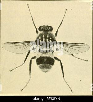 warble fly Hypoderma lineatum or bovis larvae nestled in the skin of a dead caribou Rangifer ...