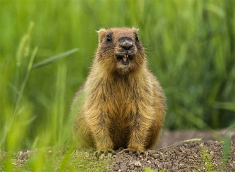 Groundhog Poop: Everything You’ve Ever Wanted to Know