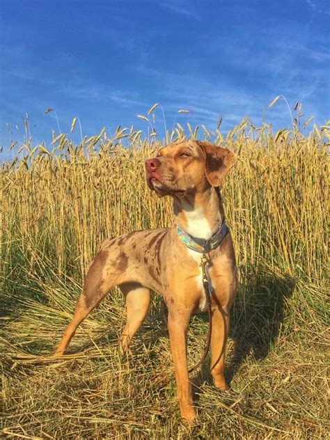 Ealc European Association Of Louisiana Catahoulas