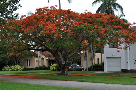 Delonix Regia Flame Tree Seeds Rare Quality Seeds