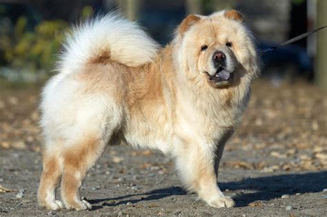 Meet The Chow Chow