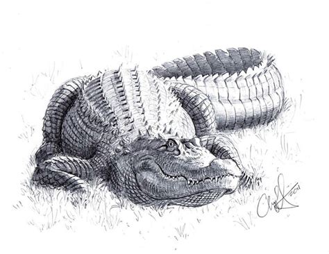 Alligator by Art-Minion-Andrew0 on deviantART | Alligators art, Realistic drawings, Animal drawings