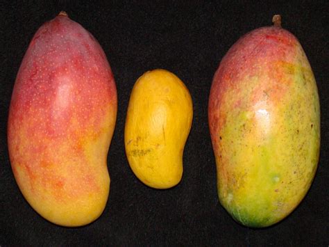 File:Mango VALENCIA PRIDE ATAULFO VALENCIA PRIDE Asit.jpg - Wikimedia ...