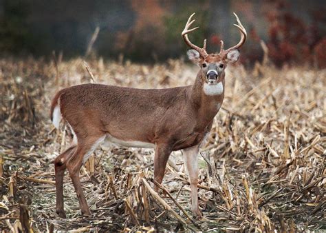 Pennsylvania Deer Season Opening Things To Know Lehighvalleylive