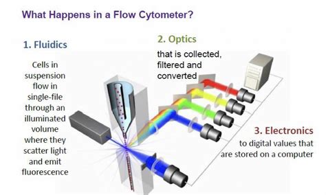 Flow Cytometry Introduction Principle Applications Limitations The Science Notes