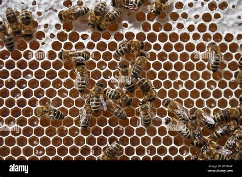 Honeycomb With Bees Stock Photo Alamy