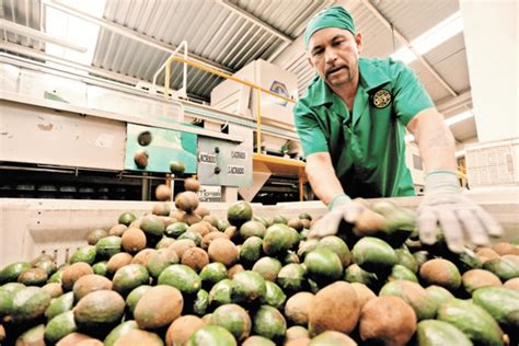 Exportaciones mexicanas de aguacate rompen récord y se triplican en una