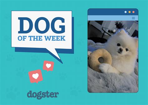 11 Best Dog Foods Made In The Usa In 2025 Reviews And Top Picks Dogster
