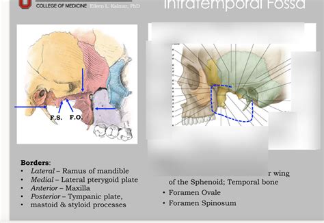 Infratemporal Fossa Diagram Quizlet