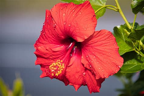 Img4446 Hibiscus L4 Flower From My Camera Hibiscus Grant Booth