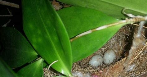 My Life Canary Egg