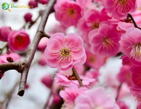 Plum Blossom | Prunus Mume | Japanese Apricot | BioExplorer