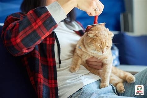 Por qué mi GATO pierde PELO por ZONAS Agrocampo