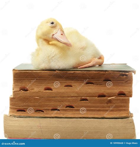 Duck on old books stock photo. Image of funny, learning - 18990668