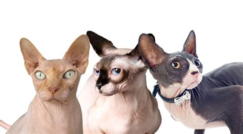 Sphynx Cat Colors: 8+ Varieties Of This Bald Breed - Love Your Cat