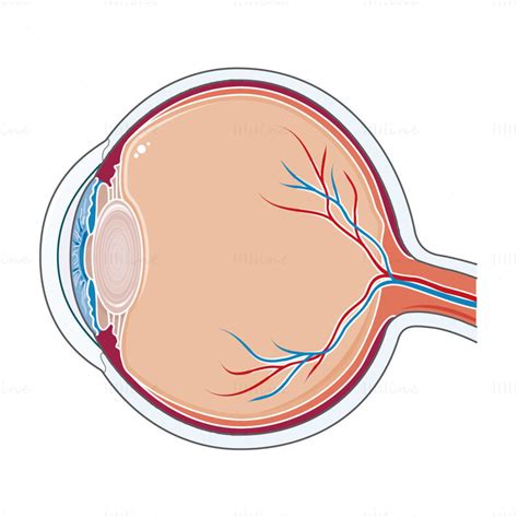 Eye Vector Illustration