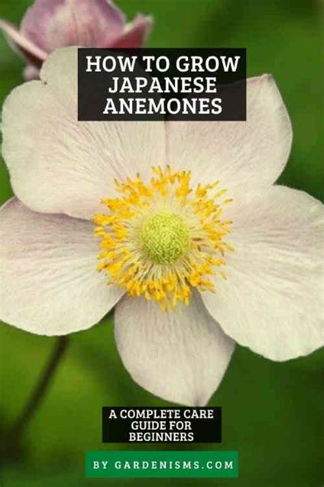 How To Grow Japanese Anemone Beginners Guide Gardenisms