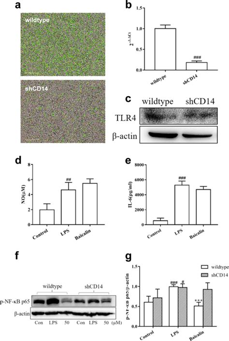 Baicalin Prevents Lps Induced Activation Of Tlr4 Nf κb P65 Pathway And