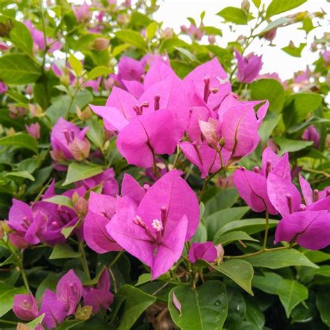 Muda De Primavera Bougainvillea Glabra Na Flora Londrina Viveiro