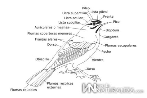 Ornitolog A El Estudio De Las Aves Vive La Naturaleza