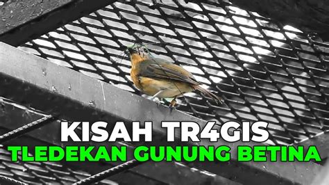 Akhir Yang Tr Gis Untuk Kisah Tledekan Gunung Betina Youtube