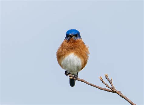 Eastern Bluebird Photograph by Steven Haddix - Pixels