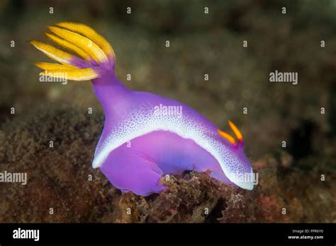 Una Hermosa Nudibranch Hypselodoris Bullockii Busca Esponjas Para