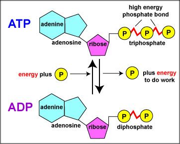 ATP and ADP Diagram | Quizlet