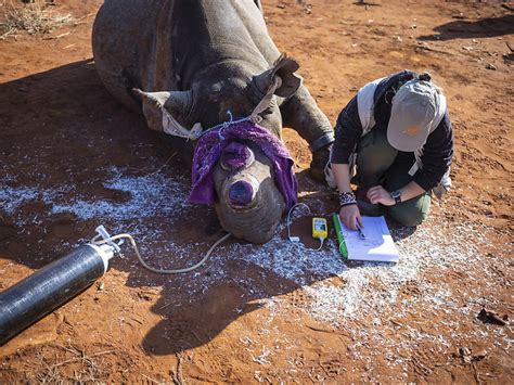 Décorner des rhinocéros noirs pour éviter le braconnage