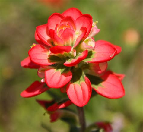 Indian Paintbrush Or Castilleja Also Known As Prairie Fire Texas