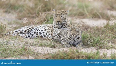 Male and Female Leopard Mating on Grass in Nature Stock Image - Image ...