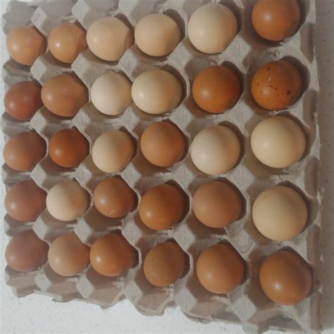 Pullet Eggs Tray Of 30 Rainbow Creek