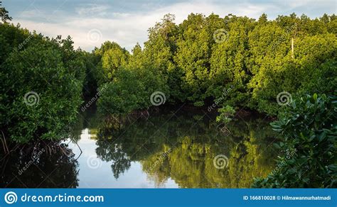 The Beauty Of Mangrove Forest Ecosystem At Kutai National Park Stock