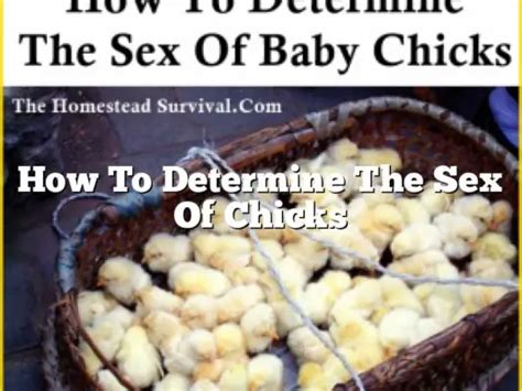 How To Determine The Sex Of Chicks The Homestead Survival